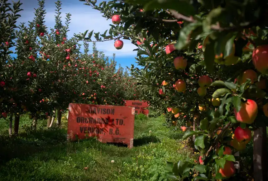 Photo showing Davison Orchards